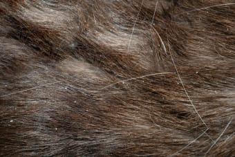 Dandruff in Dogs: Causes & Treatment