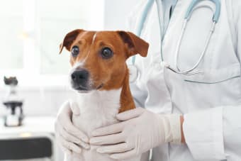 Getting Your Dog Fixed: When & What To Know