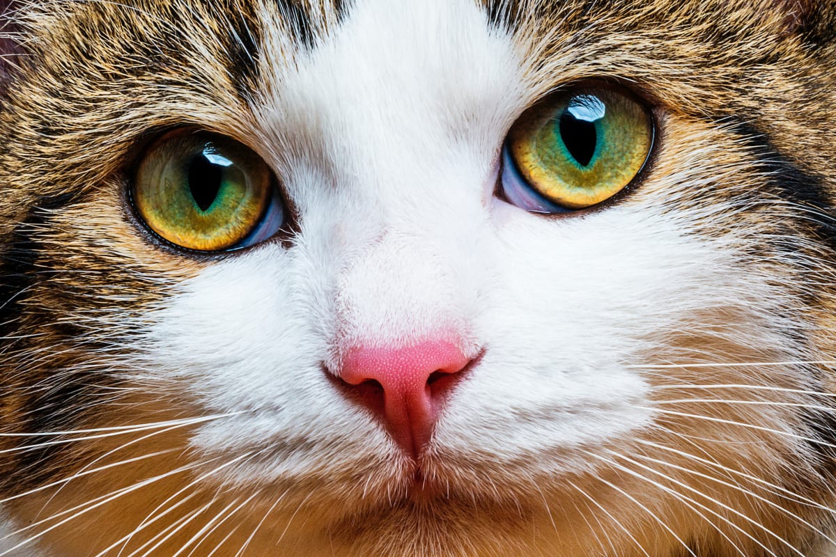 Watering Eye in Cats