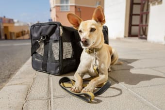 What is Medical Pet Boarding?