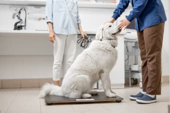 What to Expect During A Pet Wellness Exam