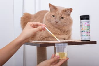 Cat Urinary Tract Infections: Causes & Recovery