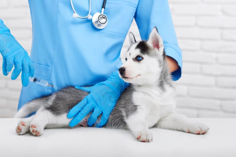 Puppy’s First Vet Visit Checklist & What to Expect