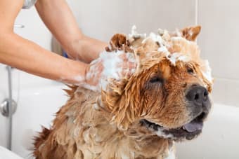 9 Things To Know About Dog Grooming Products