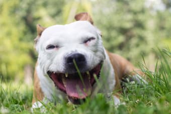 Bad Breath in Dogs: Causes & Remedies