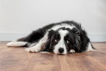 Weight Loss In Older Dogs: When To Worry