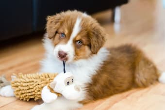 Puppy’s First Vet Visit: Checklist & What to Expect