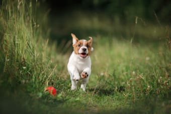 Ehrlichiosis Symptoms In Dogs | Citrus County Vets