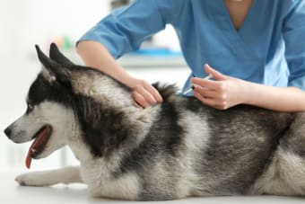 Should I get my dog vaccinated? Why & When To Do It