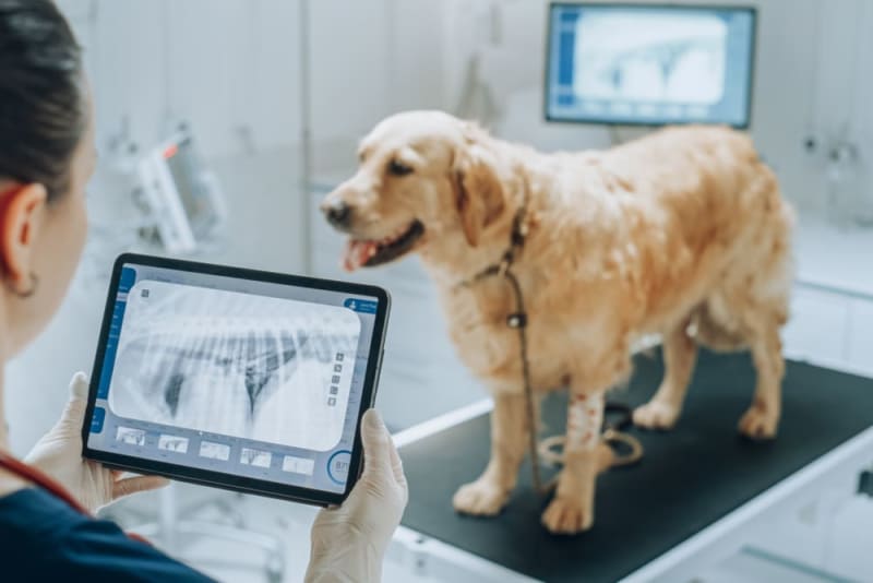 X-Ray for Dogs