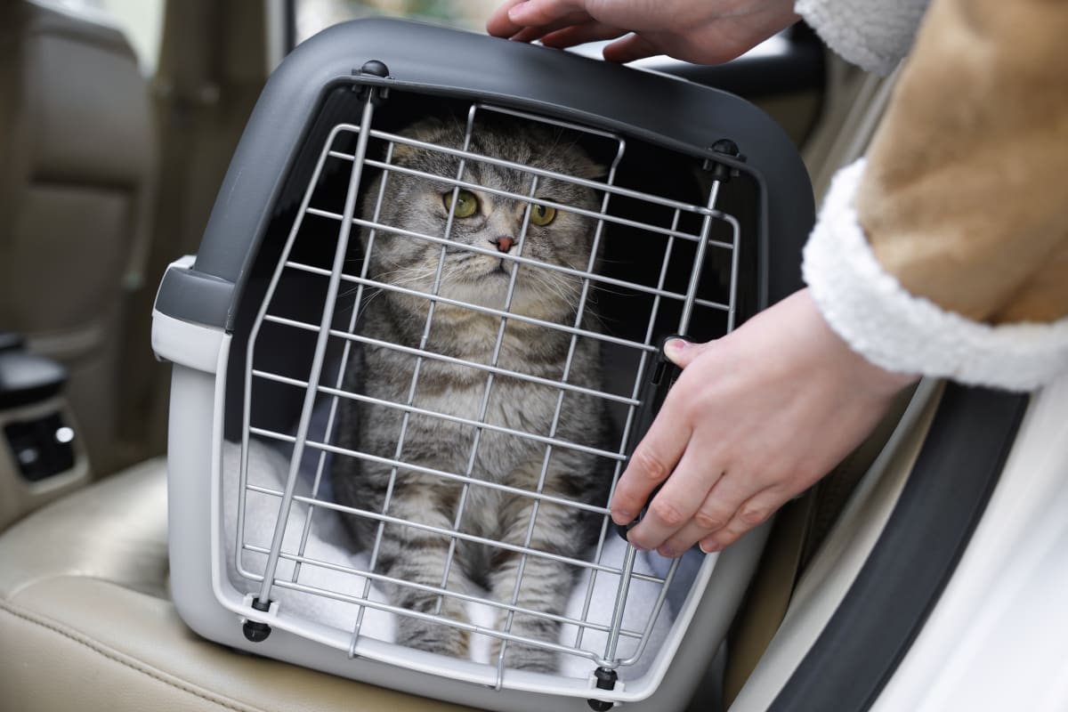 Where to Leave a Cat While on Vacation?