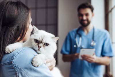 Understanding Blood Tests for Cats