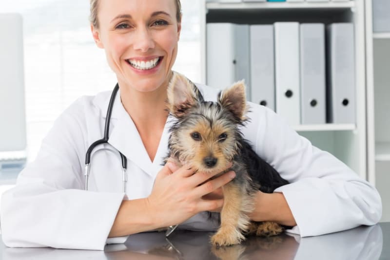 Puppy Vaccination Schedule a Complete Guide Wisconsin Dells Vets