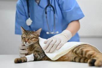 The FVRCP Cat Vaccine