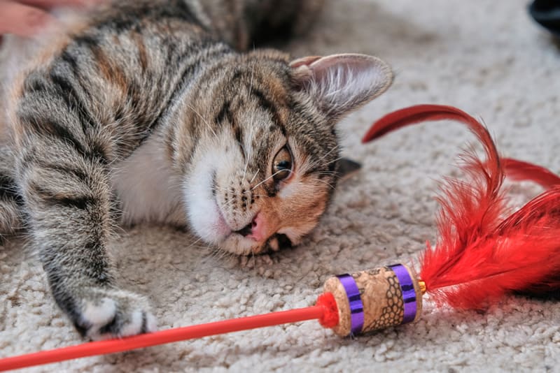 How To Tell If Your Cat Has Heart Murmur Somerset County Vet