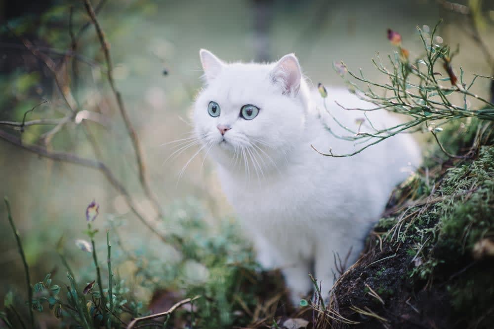 Rabies in Cats
