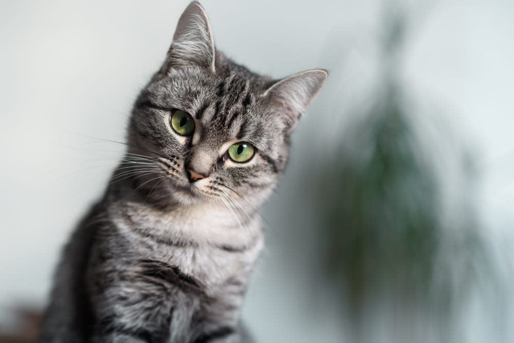 Caring for Your Cat Recovering from Surgery