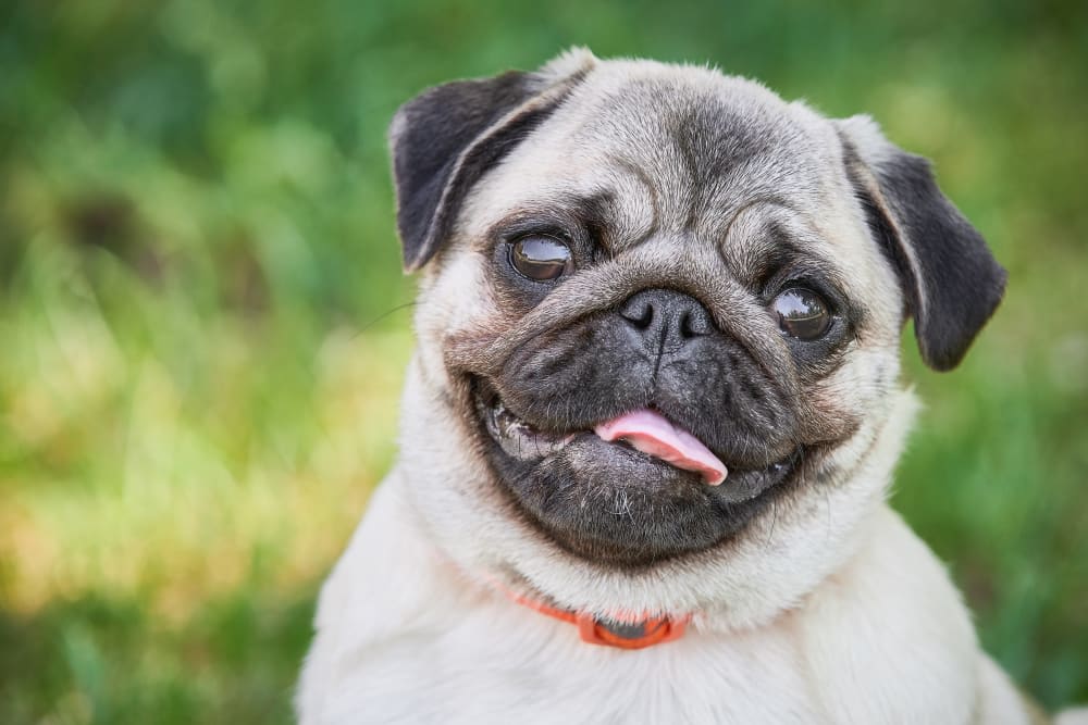 Drooling in Dogs: Why They Do it & What to Do
