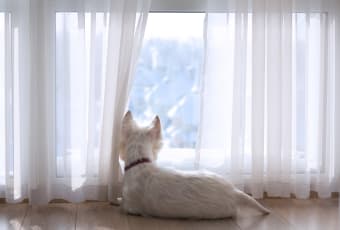 How Long Is Too Long For A Dog To Be Alone?