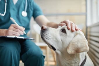 Importance of Routine Vet Exams