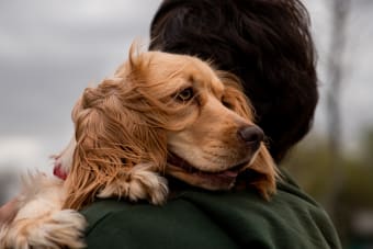 Treating Anxiety & Depression In Dogs