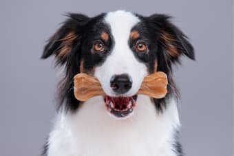 Dog Bone Safety: Can Dogs Eat Bones?