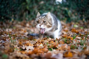 How to Help a Choking Cat or Dog