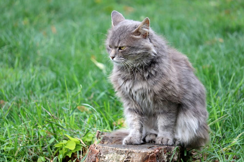 Old Cats – Care for Senior Cats