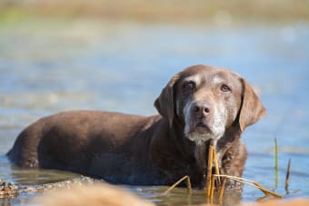 When is a dog considered a senior?