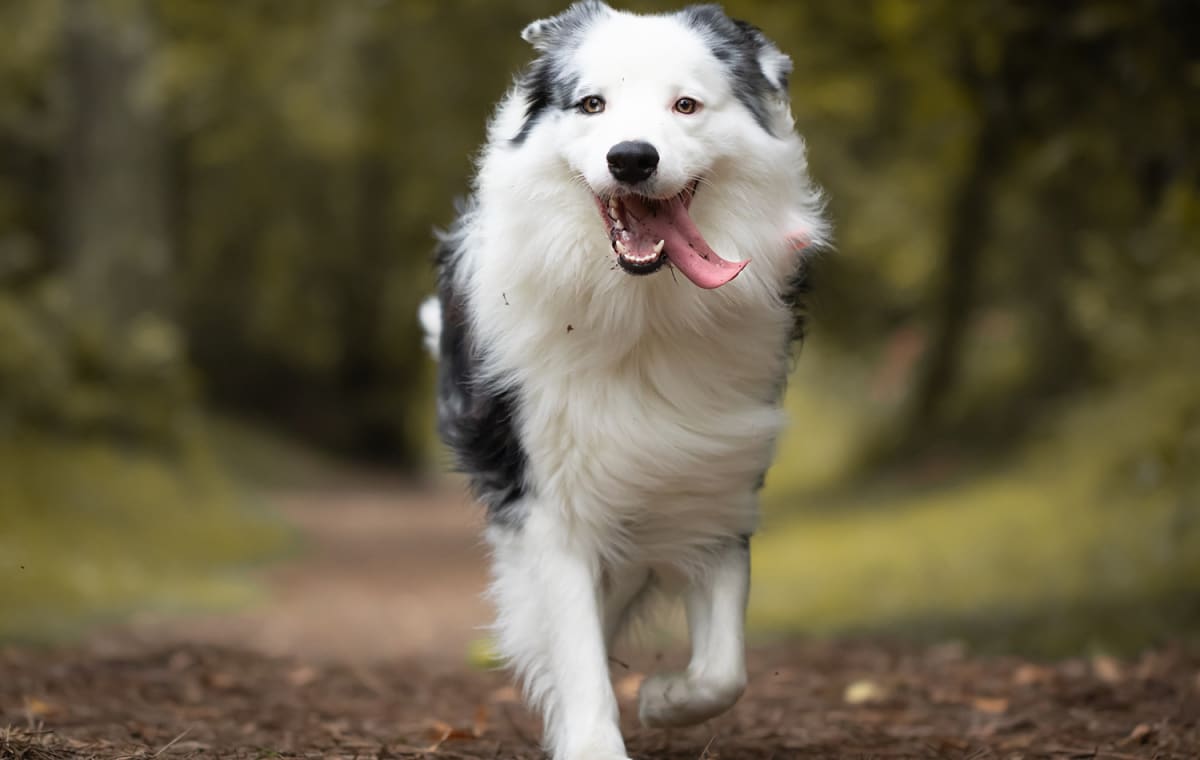 Going On Vacation But Can't Take Your Dog? Here Are A Few Ideas On What To Do