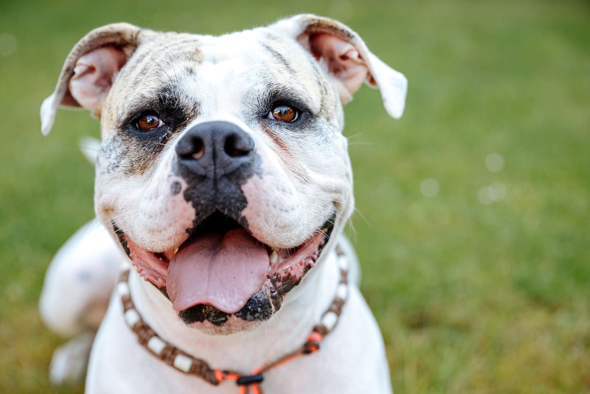 Common Dental Problems in Dogs - The Signs To Watch For
