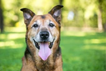 How to Take Care of a Senior Dog: Tips & Advice