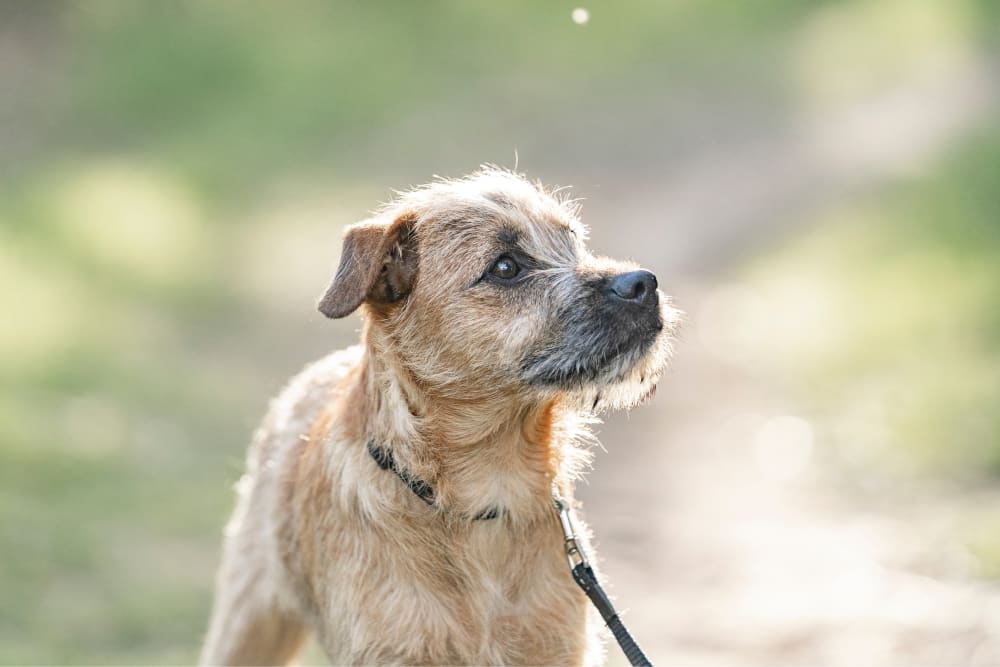 High Blood Pressure in Dogs
