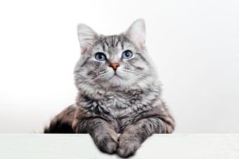 Best Probiotics For Cats