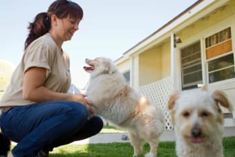 What to Look for When Boarding Your Dog