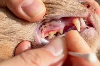 Tooth Resorption in Cats