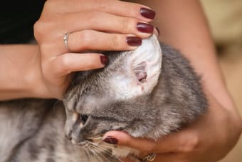 Ear Mites in Cats: Causes, Treatment & Prevention