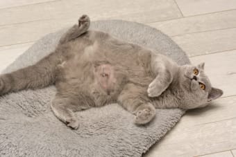 Hernias in Cats: Causes, Symptoms & Surgeries