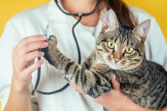 Understanding Blood Tests for Cats