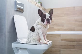 Why is my dog constipated? What should I do?