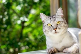 Probiotics for Cats