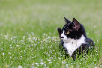 Diarrhea in Cats & Common Causes