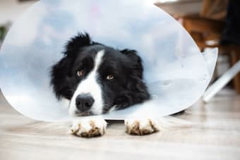 Helping Your Dog To Recover Quickly After Surgery