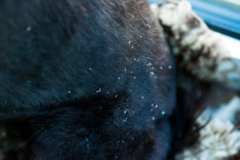 Dandruff in Dogs: Causes & Treatment