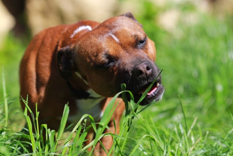 Dogs Eating Grass: Why Do They Do It & Is It Safe? | Stockton Vets
