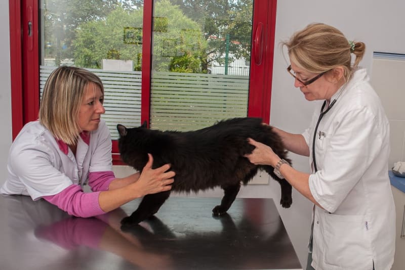 FHO Surgery in Cats