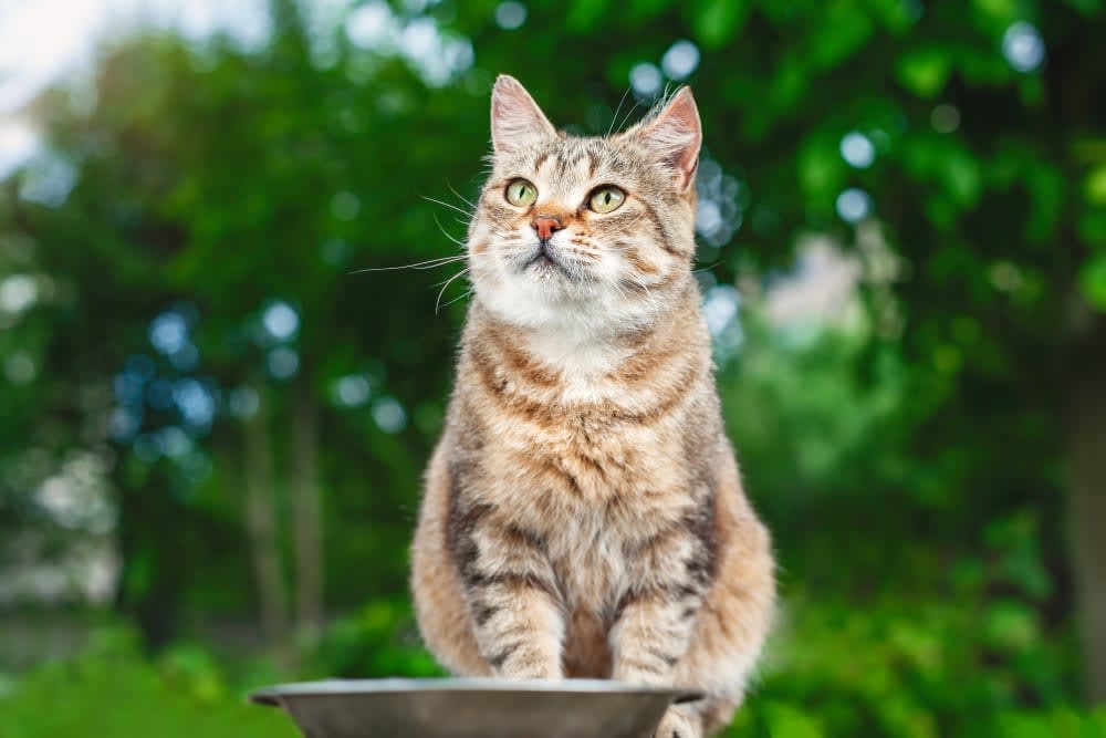 My Cat Won't Eat - Is This an Emergency?