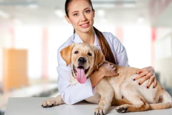 5 Health Benefits of Acupuncture for Dogs