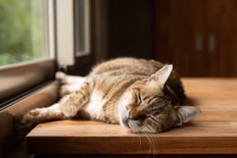 Old Cats: Caring for Senior Cats