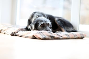 What is parainfluenza in dogs?